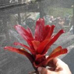 Neoregelia fireball x compacta
