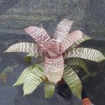 Vriesea fosteriana var. Santa Leopoldina