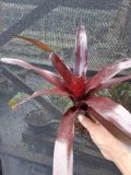 Neoregelia Royal Burgundy