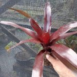 Neoregelia Royal Burgundy