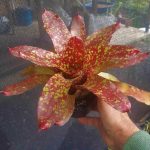 Neoregelia Gold Fever