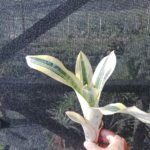 Aechmea fasciata "variegata"