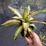 Aechmea orlandiana "Ensign"