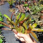 Neoregelias Minis (Combo)