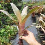 Billbergia Muchacho