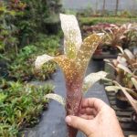 Billbergia Pink Champagne