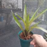 Neoregelia burle marxii