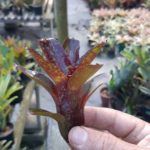 Neoregelia  #Cultiflora03 (Royal Burgundy x fireball) x Chiquita Linda