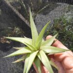 Haworthia limifolia var. Uboboensis