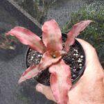 Cryptanthus Carnival de Rio