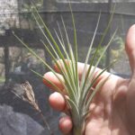 Tillandsia rectifolia