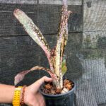 Billbergia Híbrida 1