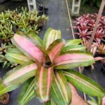 Neoregelia Yang