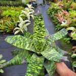 Goudaea ospinae variedade "Grubery"