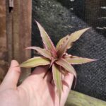 Cryptanthus Marian Oppenheimer