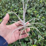 Tillandsia streptocarpa "Lira"