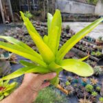 Neoregelia macwilliamsii