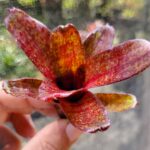 Neoregelia Red Waif