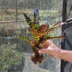 Neoregelia Hannibal Lecter