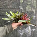 Neoregelias Minis (Combo 2)