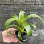 Vriesea hieroglyphica