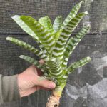 Aechmea chantinii (flor amarela)