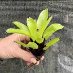 Vriesea erytrodactilum