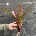 Neoregelia concentrica Plutonis X pauciflora