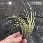 Tillandsia dura