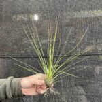 Tillandsia juncifolia