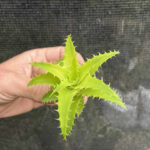 Orthophytum saxicola "aloifolia"