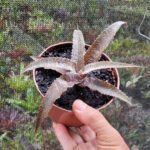 Orthophytum warren loosei