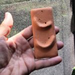 Placa em Argila para epífitas