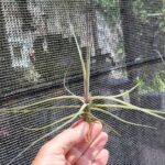 Tillandsia schiedeana